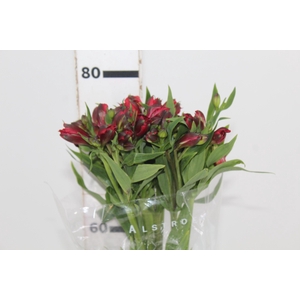 ALSTROEMERIA BAHIA 080 CM