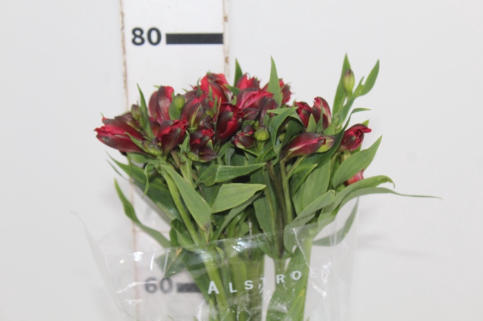 ALSTROEMERIA BAHIA 080 CM