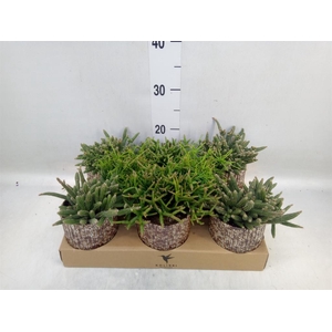 Rhipsalis   ...mix