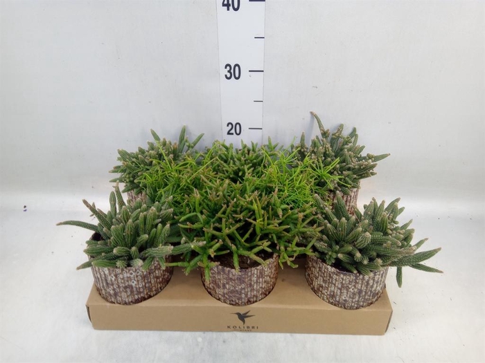 <h4>Rhipsalis   ...mix</h4>