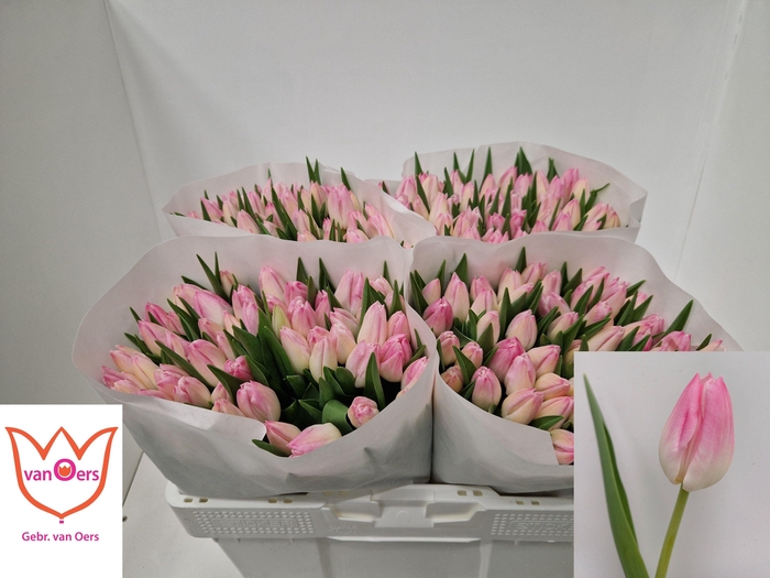 <h4>TU EN FIRST CLASS</h4>