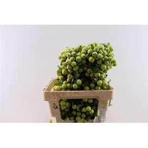 Malustak Green 60cm P Stem