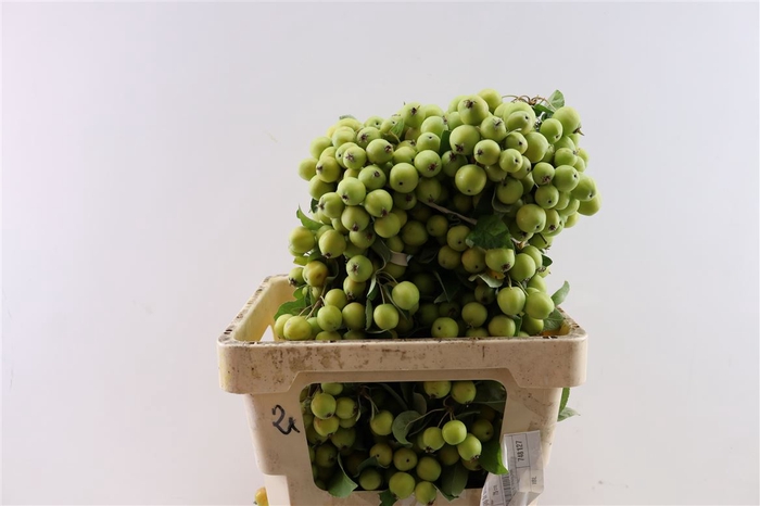 <h4>Malustak Green 60cm P Stem</h4>