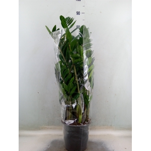 Zamioculcas zamiifolia