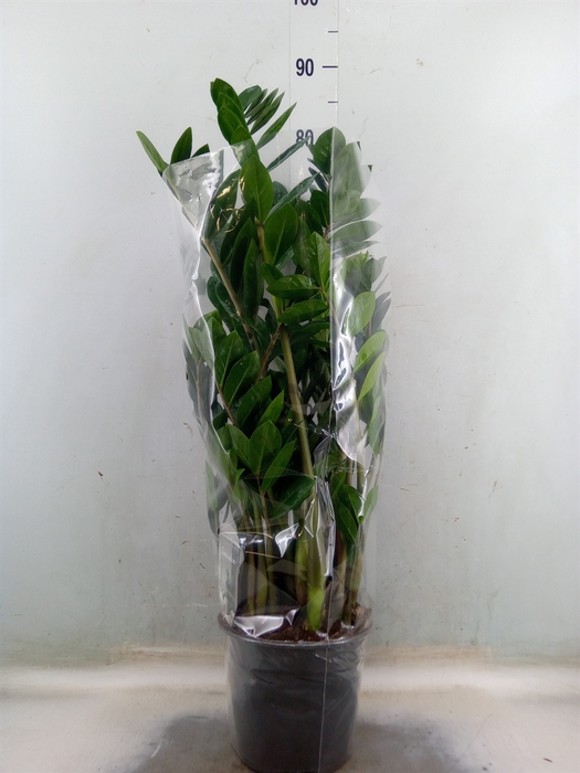 <h4>Zamioculcas zamiifolia</h4>