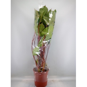 Homalomena rubescens 'Maggy'