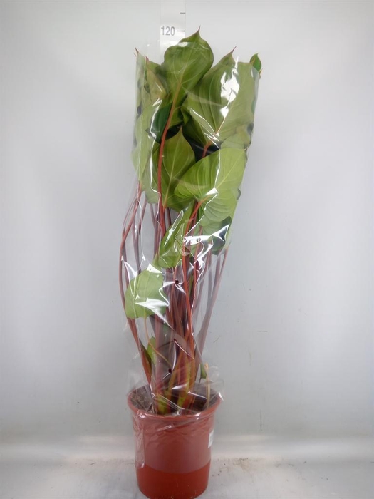 <h4>Homalomena rubescens 'Maggy'</h4>