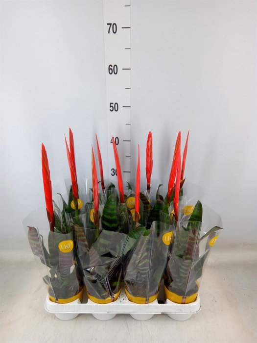 <h4>Vriesea  'Era'</h4>