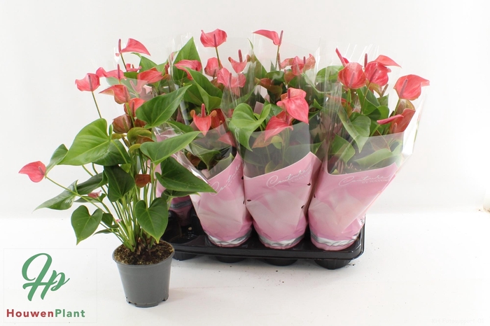 <h4>ANTHU FL ROMANTICO</h4>