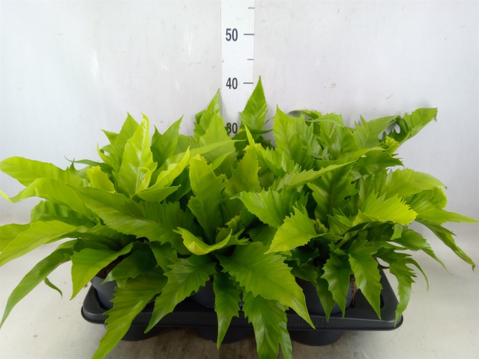<h4>Ferns   ...</h4>