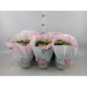 Kalanchoe  'MoreFlow Lillian'