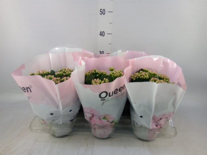 <h4>Kalanchoe  'MoreFlow Lillian'</h4>