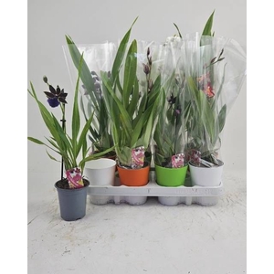 ORCHIDEEEN GEM