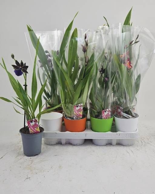 <h4>ORCHIDEEEN GEM</h4>