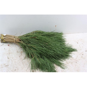Pinus 55 Cm Per Tak Sp
