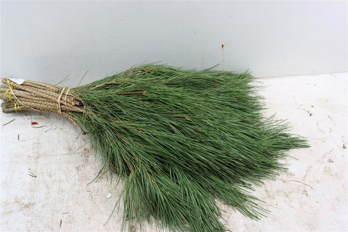 <h4>Pinus 55 Cm Per Tak Sp</h4>