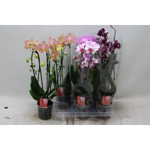 PHAL EL CASCADE