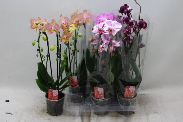 <h4>PHAL EL CASCADE</h4>