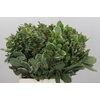 Pittosporum Ilan