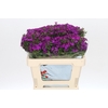 Dianthus Br Amazon Neon Purple