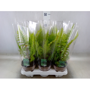 Cyathea australis