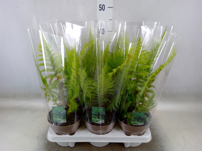 <h4>Cyathea australis</h4>