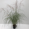 Miscanthus 'Flamingo' P19 (3ltr)