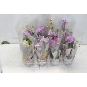 PHALAENOPSIS MINI P06 2 HT