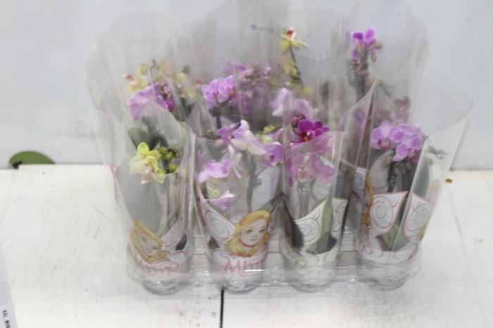 <h4>PHALAENOPSIS MINI P06 2 HT</h4>