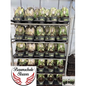 Hydr Paniculata Mixkar 5 Soorten