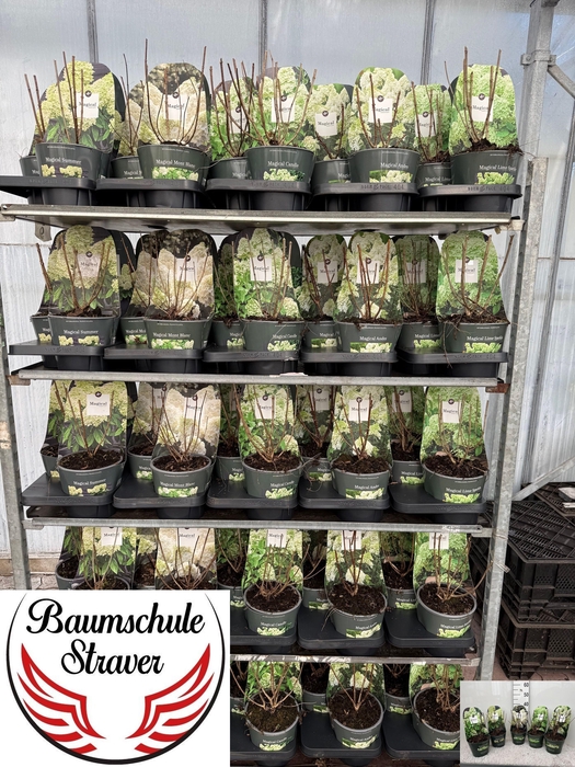 <h4>Hydr Paniculata Mixkar 5 Soorten</h4>