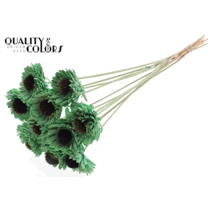 Shola Daisy Sunflower 6cm on stem Mint Green