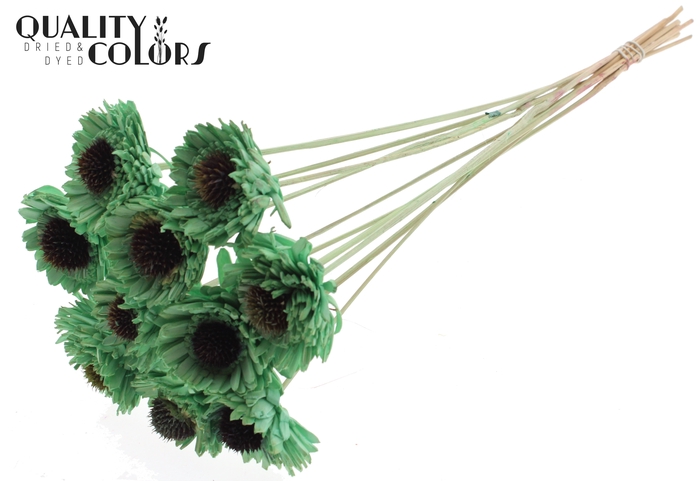 Shola Daisy Sunflower 6cm on stem Mint Green
