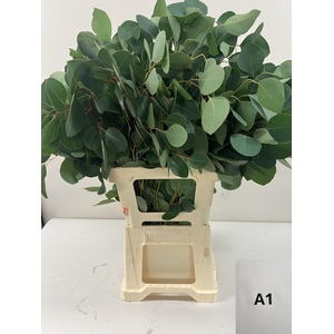 EUC POPULUS PER STEEL -IT-