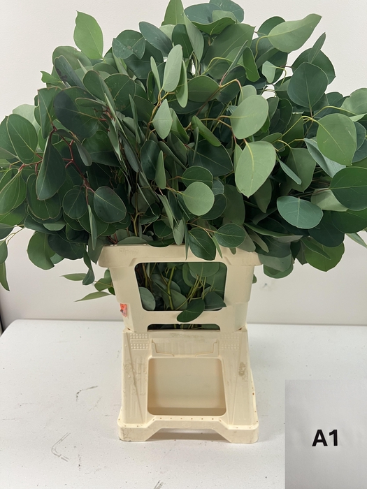 EUC POPULUS PER STEEL -IT-