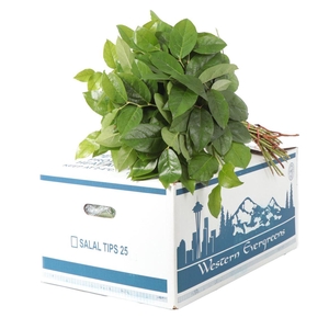 Salal Tip