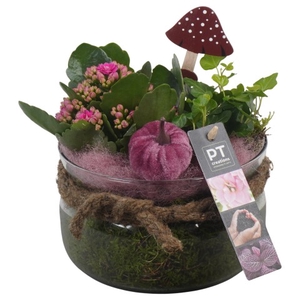 PTHG3336 Arrangementen kamerplanten