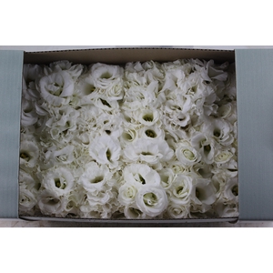 LISIANTHUS FLOR BRANCO