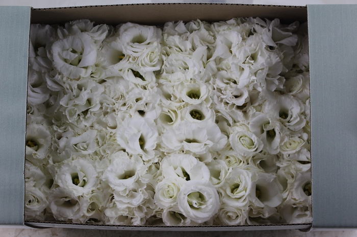 LISIANTHUS FLOR BRANCO