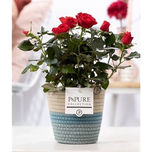 Rosa red in P&PURE Fashionpot Valerie