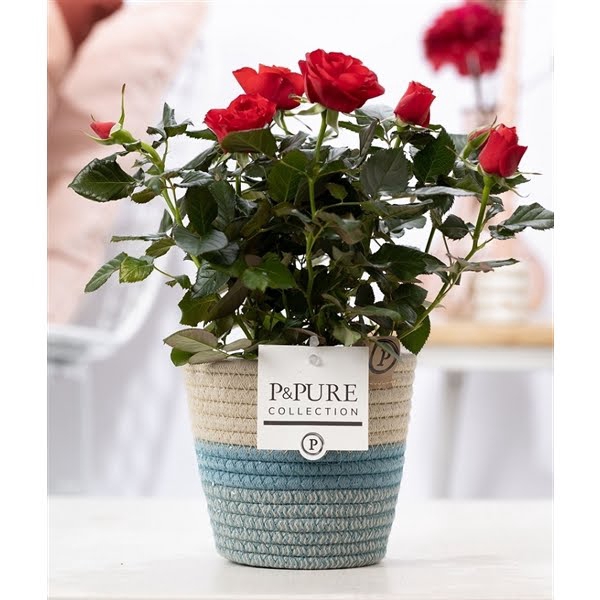 <h4>Rosa red in P&PURE Fashionpot Valerie</h4>