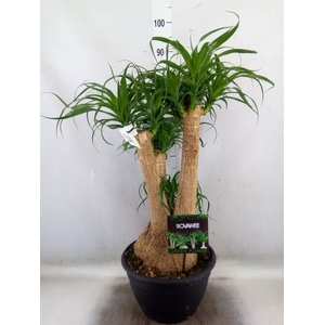 Beaucarnea recurvata