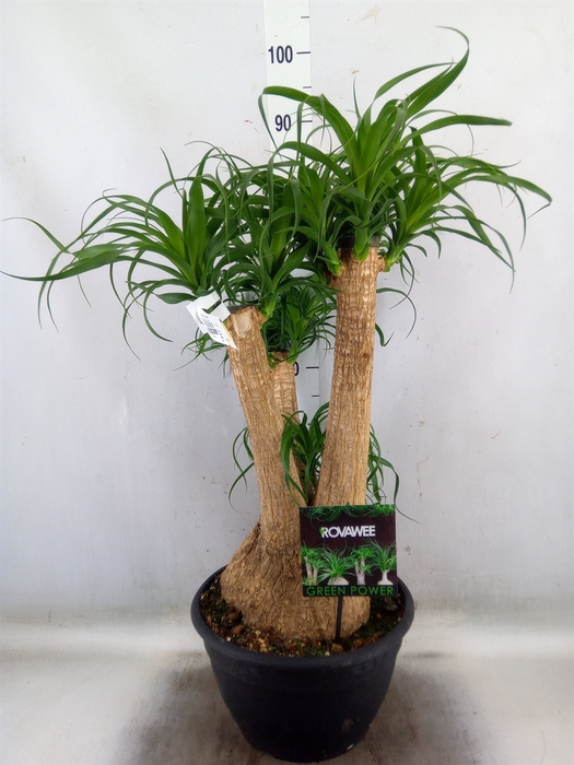 <h4>Beaucarnea recurvata</h4>
