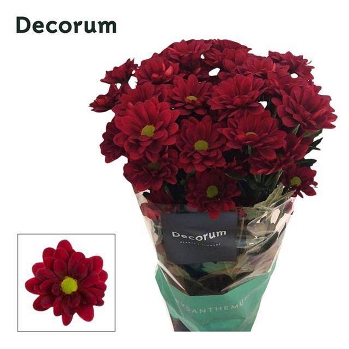 <h4>CHRYSANTHEMUM TR 'MEXICANO'</h4>