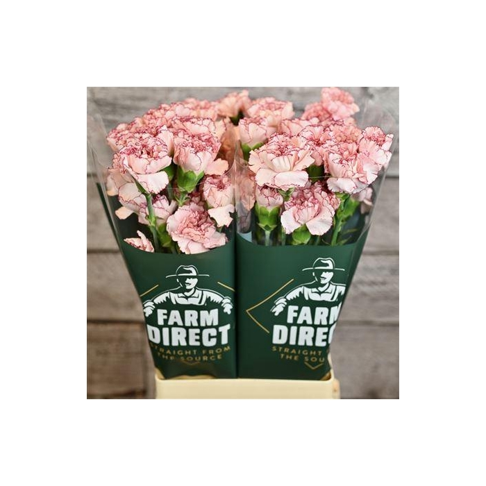 <h4>Di St Maripoza</h4>