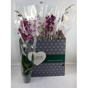 Phalaenopsis   ...mix