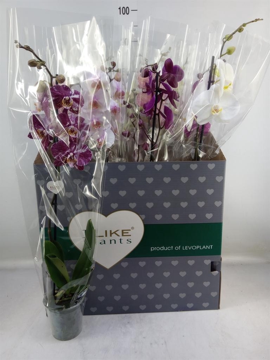 <h4>Phalaenopsis ...mix</h4>