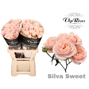 R TR SILVA SWEET+