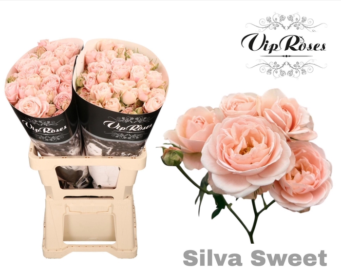 <h4>R TR SILVA SWEET+</h4>