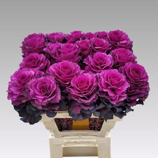 <h4>BRASS ELEGANCE</h4>